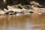 Fototapeta Big Ben - ケニア・マサイマラ国立保護区の川で見かけた、水辺の側で休むカバの群れ
