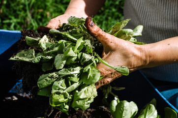 Unrecognized woman Transplanting Plant in Garden