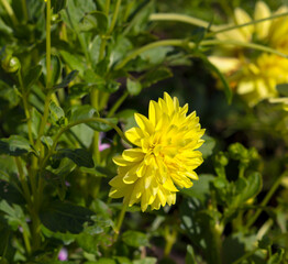 Wall Mural - Double butter cup yellow dahlia a genus of bushy, tuberous, herbaceous perennial plants in bloom in summer  is a magnificent addition to any garden.