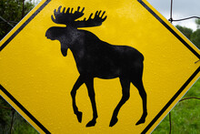 View Of A Moose Warning Road Sign In Canada