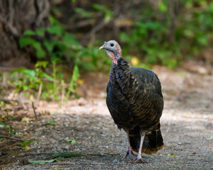 Poster - Eastern Wild Turkey Closeup Portrait