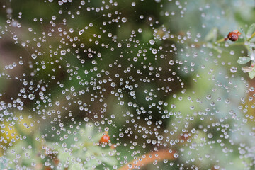 Spiderweb covered with dew