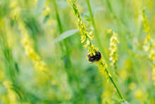Bumble Bee On Yellow Wild Flowers. Norfolk, UK.