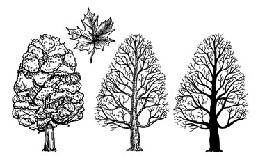 Wall Mural - Maple. Tree with foliage, without leaves and silhouette. Maple Leaf. Maple set sketch.