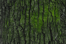 Tree Bark With Green Moss And Lichen