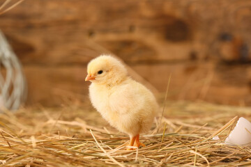 Canvas Print - Cute little chick on the farm