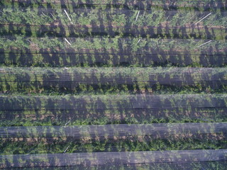 Close-up of hail nets on apple orchard plantation