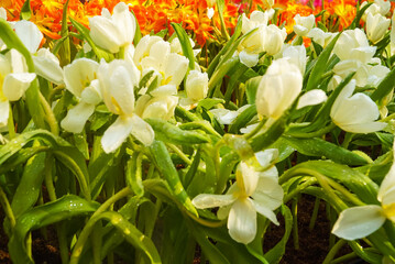 Wall Mural - A photograph of a white tulip with raindrops on its petals, White tulips with raindrops in the flower garden on a rainy day.