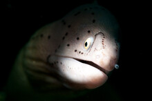 Moray Eel In The Ocean With Coral