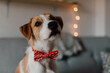 © BORIS JOVANOVIC/Stocksy - Adorable dog portrait with bow tie