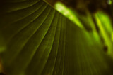 Fototapeta Big Ben - leaf texture