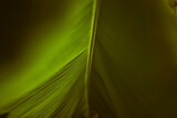 Fototapeta Big Ben - banana leaf
