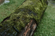 Close Up On Moss And Lichen On Tree Trunk