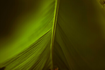 banana leaf