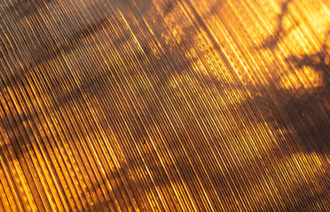 Wall Mural - Plant in a greenhouse at sunset as an abstract background.