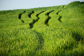 Field Of Green Grass Selective Focus Background Image Of Sicily Agriculture