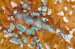 © The Nature Gallery/Stocksy - Closeup of bacterial or fungal rot on the exterior an apple (Malus pumila)