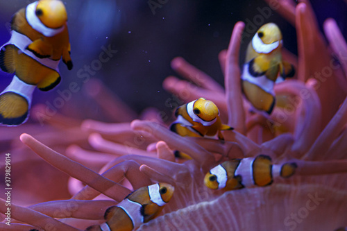 Cuadros en Lienzo clownfish with anemone in the community in aquarium