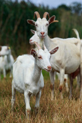 Wall Mural - Goats graze on the field