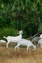 Wall Mural - Goats in the meadow