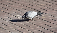 Old Pigeon On The Street Pecks Millet