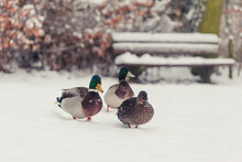 Three Ducks Walking In The Snow In The Park