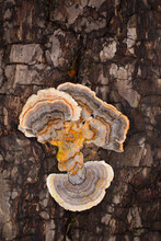 Turkey Tail Bracket Fungus Growing On Tree Bark