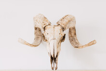 Ram Head On The White Background