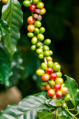 Wall Mural - Group of ripe and raw arabica coffee berries on coffee tree branch