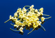 Group of Sweet osmanthus or Sweet olive flowers on blue background
