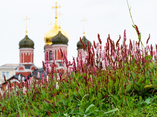 Wall Mural - flowering alpine bistort plant and church of Znamensky monastery on background in Moscow city on September day (focus on flowers on foreground)