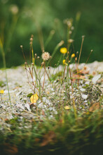 Wild Flowers Growing On Stone Pavement Blurred Sight
