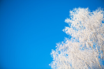 Winter forest with trees covered in snow and frost