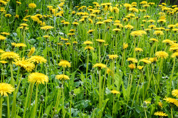 Wall Mural - field of dandelions