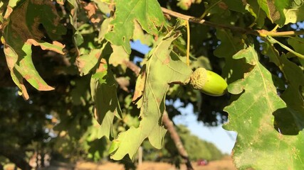 Poster - Green oak leaves and acorns close up