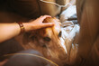© Elliot Ross/Stocksy - A dog receives a caress on a road trip