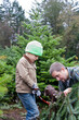 © Carleton Photography/Stocksy - Dad helps son cut branch off a freshly chopped Christmas Tree