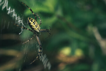 Poster - Cobweb or spider's web against a natural background, Dew drops on a spider .