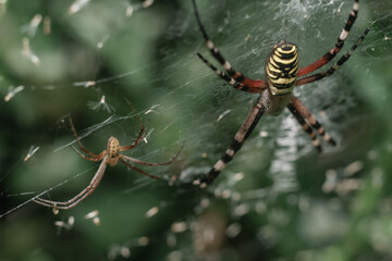 Poster - Cobweb or spider's web against a natural background, Dew drops on a spider .