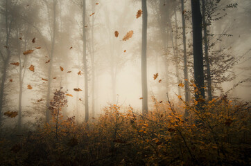 Obraz na płótnie las jesień pejzaż park