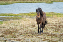 Icelandic Horse In The Meadow