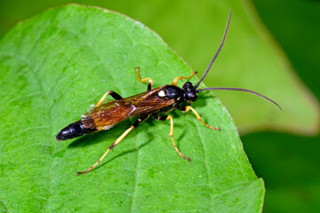 Wall Mural - Gelbe Schlupfwespe (Amblyteles armatorius) - Ichneumon wasp