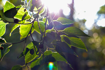 Green foliage and sunlight. Rainbow and green leaves. Spring nature background