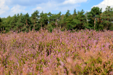 Poster - Des fleurs sauvages à l'entrée de la forêt