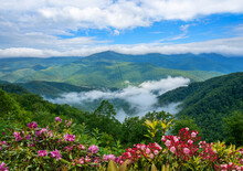 Beautiful Flowers Blooming In The 
Mountains. Green Hills,meadows And Sky In The Background. Summer Mountain Landscape. Near Asheville ,Blue Ridge Mountains, North Carolina, USA.