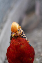 Beautiful Golden Pheasant. Portrait, Front View.