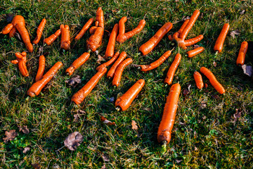 Wet carrot in row on grass.