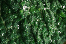 Macro Shoot Of Drops On Plants Inside The Forest