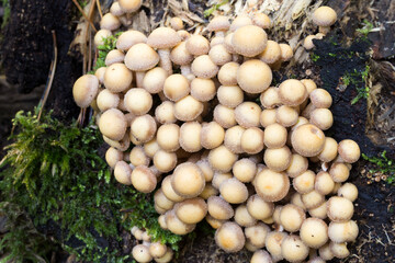 Wall Mural - small beige mushrooms colony closeup selective focus