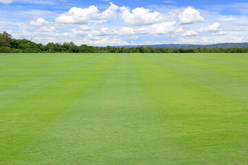 Wall Mural - field of grass with blue sky